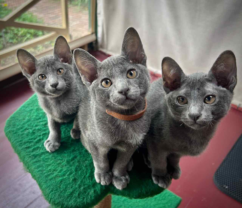 Blossom's kittens at 10 weeks